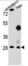 AP51403PU-N - EIF4H / WBSCR1