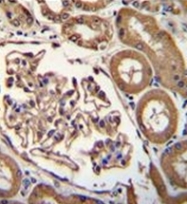 AP51433PU-N - CD249 / Glutamyl aminopeptidase
