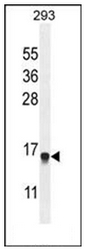 AP51434PU-N - Alpha-endosulfine / ENSA