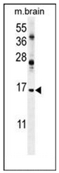 AP51434PU-N - Alpha-endosulfine / ENSA