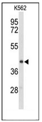 AP51438PU-N - ENTPD2 / CD39L1