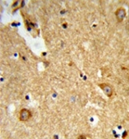 AP51438PU-N - ENTPD2 / CD39L1