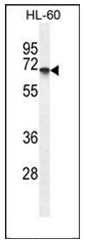 AP51439PU-N - CD39L3 / ENTPD3