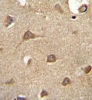 AP51439PU-N - CD39L3 / ENTPD3