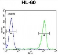 AP51439PU-N - CD39L3 / ENTPD3