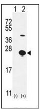 AP51442PU-N - Epigen