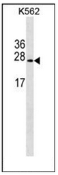 AP51461PU-N - Erythropoietin / EPO
