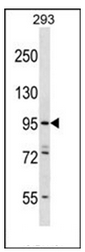 AP51463PU-N - Espin-like protein