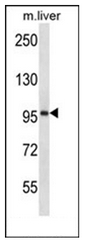 AP51463PU-N - Espin-like protein