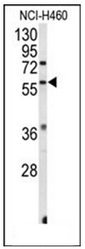 AP51465PU-N - Estrogen-related receptor beta
