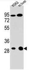 AP51468PU-N - ETFA
