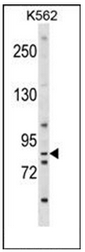 AP51483PU-N - Exostosin-1
