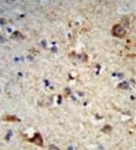 AP51484PU-N - Exostosin-2