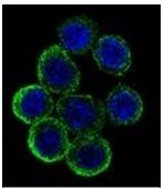 AP51484PU-N - Exostosin-2