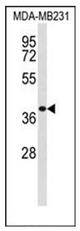 AP51485PU-N - Exostosin-like 2