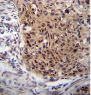AP51486PU-N - Exostosin-like 3