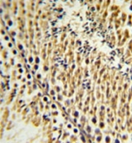 AP51487PU-N - Exostosin-like 3