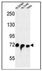 AP51575PU-N - STRIP1