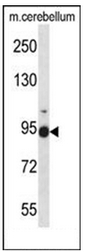 AP51615PU-N - Fibulin-1