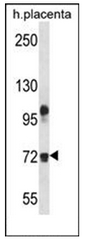 AP51615PU-N - Fibulin-1