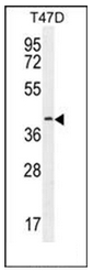 AP51616PU-N - Fibulin-7