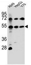 AP51663PU-N - FGFRL1