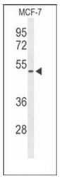 AP51689PU-N - Fibromodulin