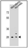 AP51697PU-N - Folate receptor beta