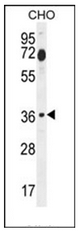 AP51699PU-N - Fos-related antigen 2