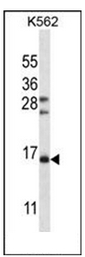 AP51730PU-N - Follicle-stimulating hormone / FSH