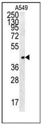 AP51731PU-N - Follistatin-related protein 1