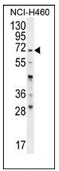AP51738PU-N - Fucosyltransferase 4