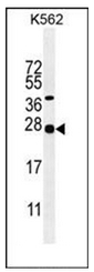 AP51760PU-N - Galanin