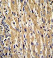 AP51760PU-N - Galanin