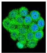 AP51760PU-N - Galanin