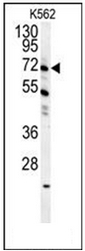 AP51782PU-N - GAS2-like protein 1