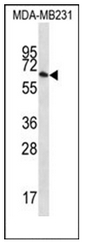 AP51791PU-N - GTP-binding protein 1 / GBP1