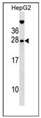 AP51819PU-N - Hepatopoietin