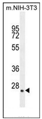 AP51820PU-N - Hepatopoietin