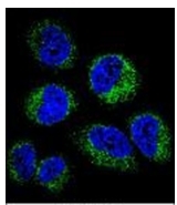 AP51829PU-N - Gamma-glutamyl hydrolase / GGH