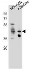 AP51836PU-N - Ghrelin receptor / GHSR
