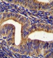 AP51836PU-N - Ghrelin receptor / GHSR