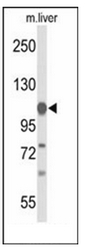 AP51849PU-N - Glycine decarboxylase / GLDC