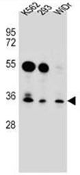 AP51851PU-N - GLIPR1-like protein 2