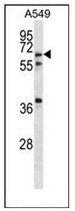 AP51856PU-N - GLP2 receptor