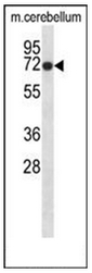AP51858PU-N - Glycine receptor beta