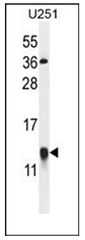 AP51860PU-N - Galectin-1