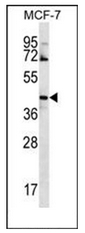 AP51871PU-N - G protein alpha 14
