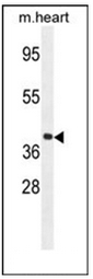AP51872PU-N - G protein alpha 15