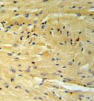 AP51875PU-N - Transducin alpha-1 chain / GNAT1
